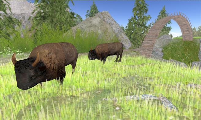 Black Hills Forest