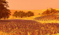Noweeta Grassland